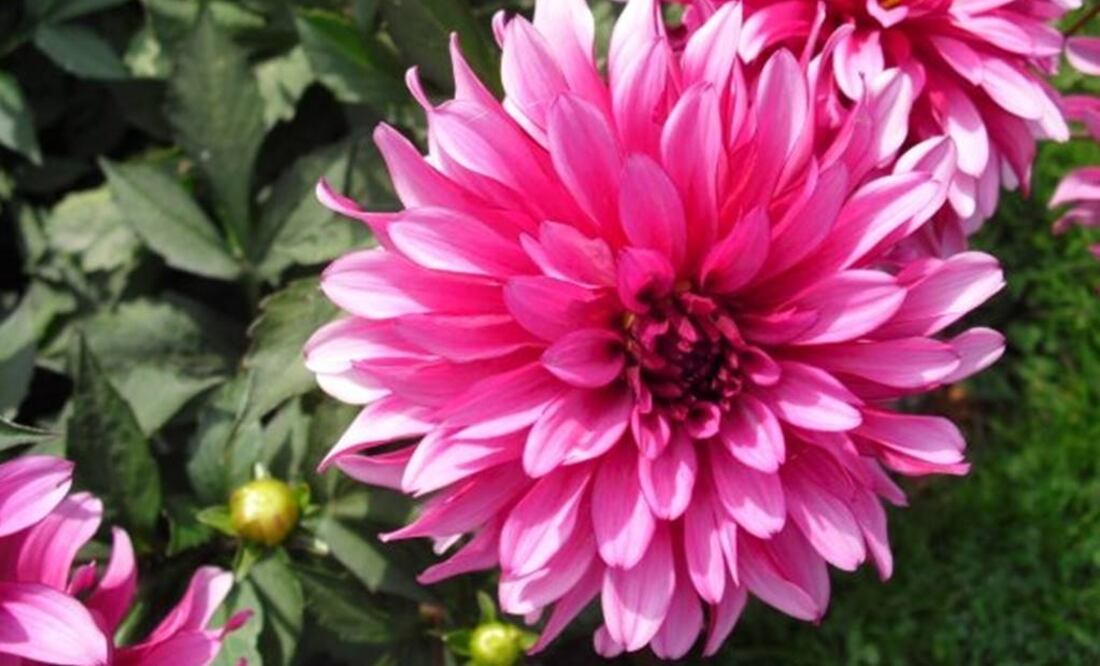 El cultivo de la dalia en nuestro país se remonta a la época de esplendor del Imperio Azteca. Foto: Archivo