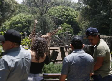 Zoológico de Chapultepec celebra 102 años; turistas y familias disfrutan actividades especiales