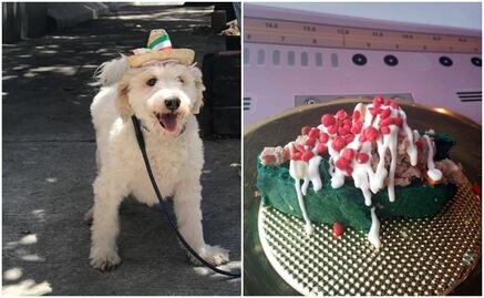 Lanzan chile en nogada para mascotas