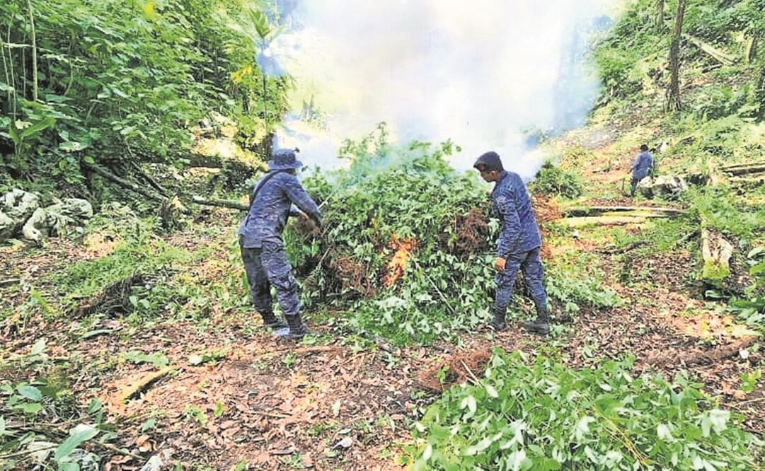 Una plantación de hoja de coca fue localizada este mes por soldados en Izabal, en el nororiente de Guatemala.