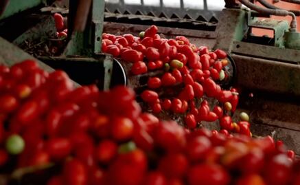 Productores de tomate prevén grave impacto por aranceles de EU; "dependemos totalmente de las exportaciones", señalan