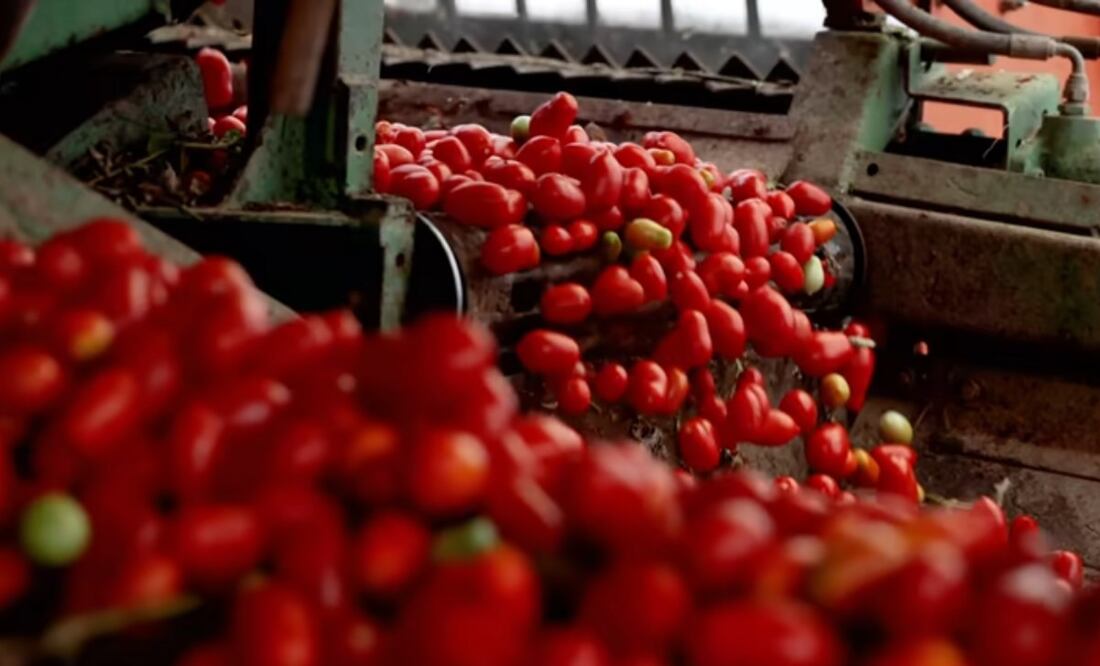 Estados Unidos es el principal destino a donde se exporta esta hortaliza, seguido de Canadá y Japón. Foto: iStock