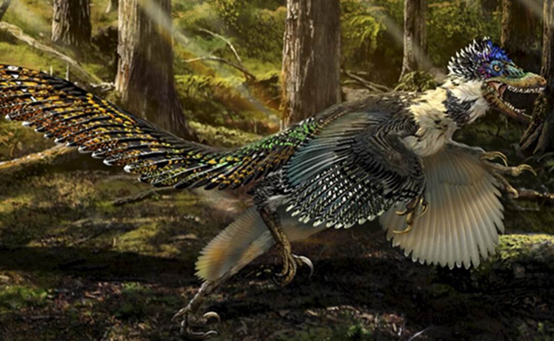 Tenía las alas y la cola cubiertas por varias capas de plumas. Foto: REUTERS