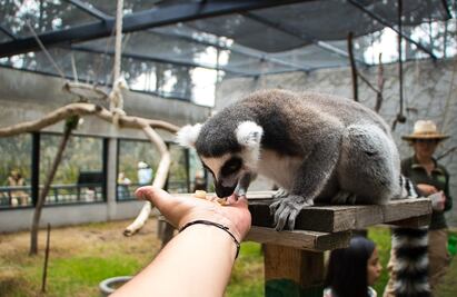 En el zoológico de Zacango ¿puedes acariciar a los animales ?