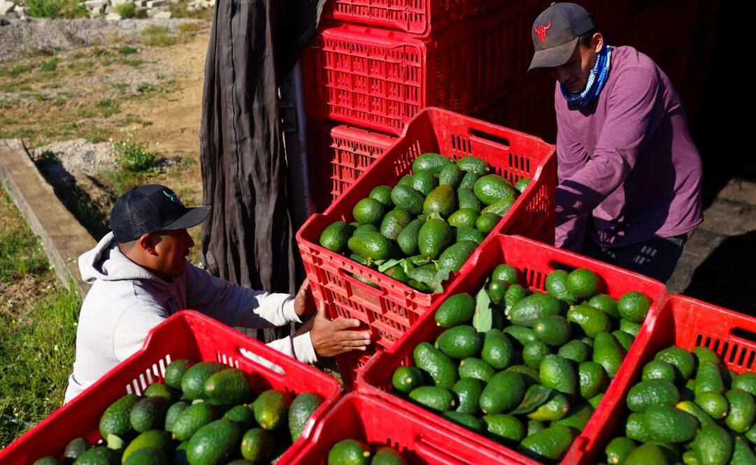 Personas trabajan en un cultivo de aguacates este jueves en el municipio de San Gabriel, Jalisco (México). Productores de aguacate del oeste de México planean abrir nuevos mercados de exportación en Asia y Suramérica para afrontar una eventual baja de ventas a Estados Unidos por los aranceles del 25 % que ha anunciado el presidente de ese país, Donald Trump. Foto: EFE