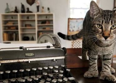Museo de Hemingway y sus gatos se salvan de Irma