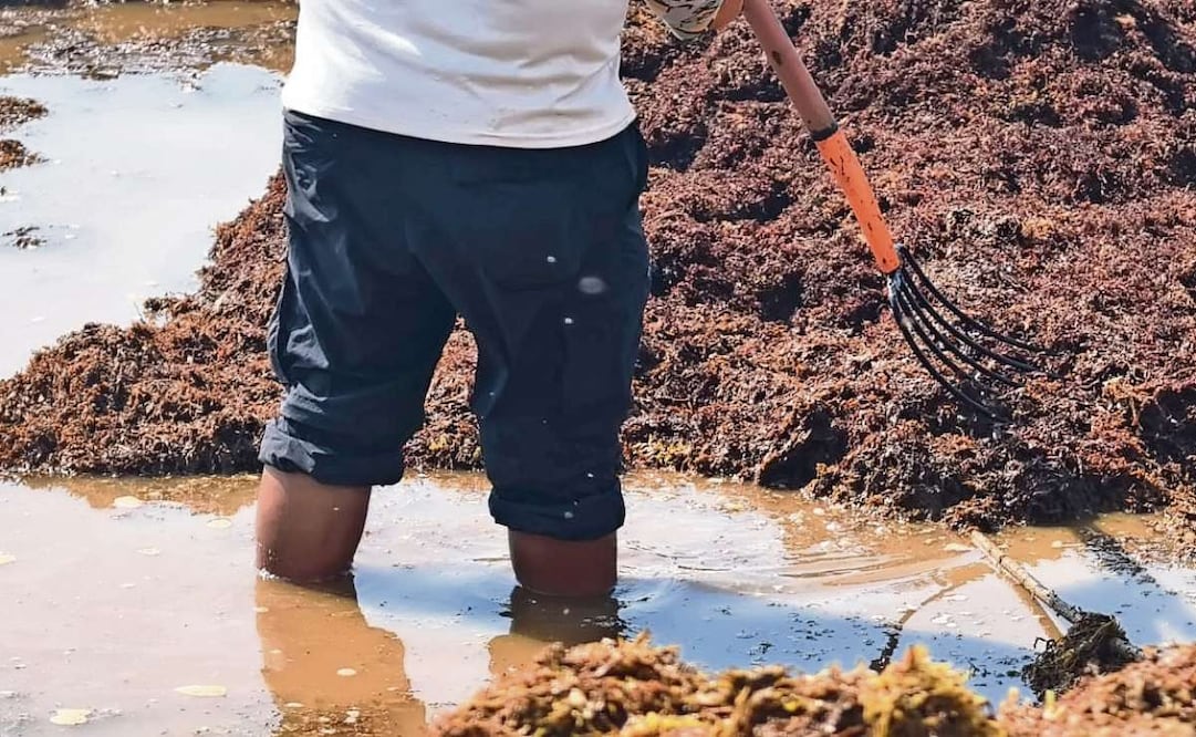 Los trabajadores que retiran el sargazo de las playas del Caribe mexicano quedan expuestos a sulfuro de hidrógeno, según el estudio. Foto: ADRIANA VARILLAS/EL UNIVERSAL