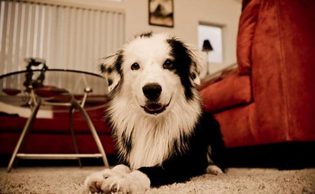 Polémica por la tenencia de mascotas en los edificios