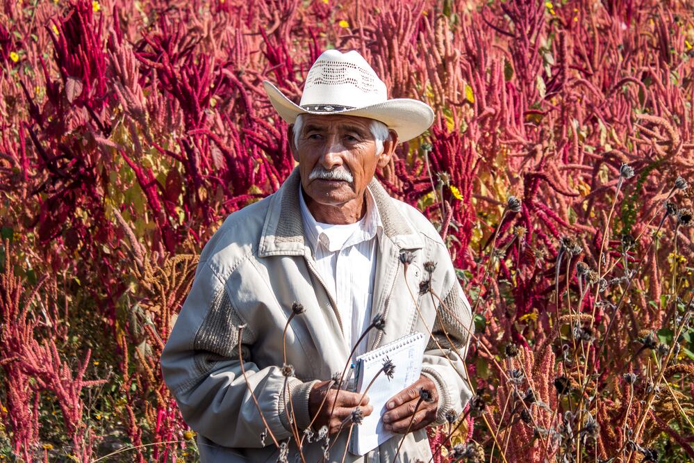 El Amaranto: Grano Ancestral de origen Mesoamericano 