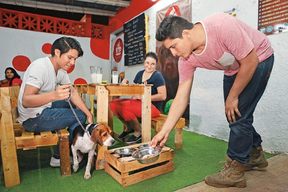 El local, en cuya entrada hay un filtro para evitar que ingresen animales que no estén limpios y cuidados, tiene capacidad para 50 personas y 12 mascotas (LORENZO HERNÁNDEZ. EL UNIVERSAL)