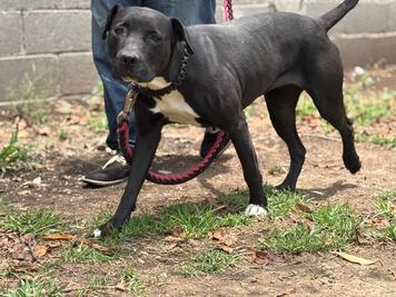 ¡Adopta un lomito! Centro de Transferencia Canina del Metro reitera llamado para acoger a alguno de los canes 