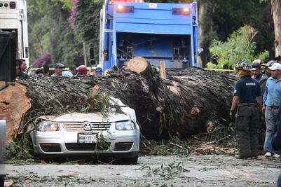 Árbol aplasta a automóvil y mueren cuatro de una familia