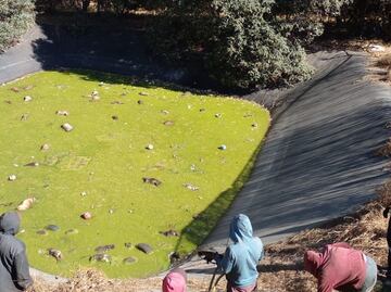 Macabro hallazgo: descubren más de 100 perritos muertos en una laguna de líquidos tóxicos en Edomex