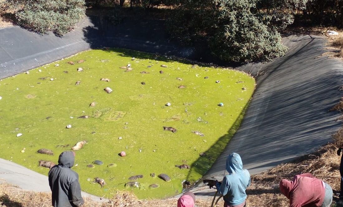 Debido al estado de descomposición en el que se encontraban los cadáveres de los perros, cuando el personal de Limpia del ayuntamiento los sacó se deshicieron. Foto: Especial