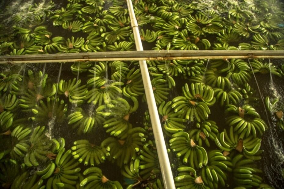 Michoacán, una comunidad en armas para plantar plátanos