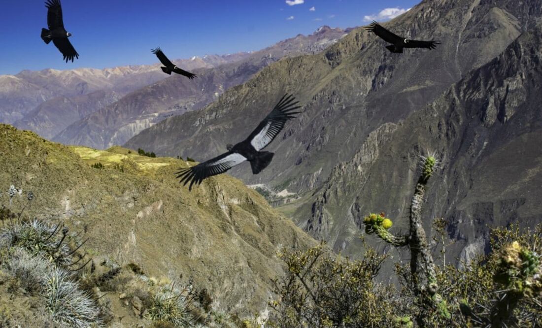 Habita en las altas montañas, desde el norte de Colombia hasta el sur de la Patagonia, pasando por Ecuador, Bolivia y Perú. En todos estos lugares es considerado símbolo nacional. (Foto: Istock)