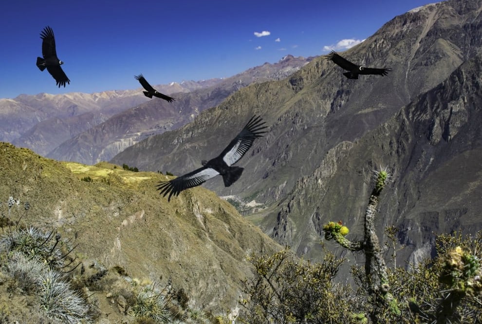Habita en las altas montañas, desde el norte de Colombia hasta el sur de la Patagonia, pasando por Ecuador, Bolivia y Perú. En todos estos lugares es considerado símbolo nacional. (Foto: Istock)