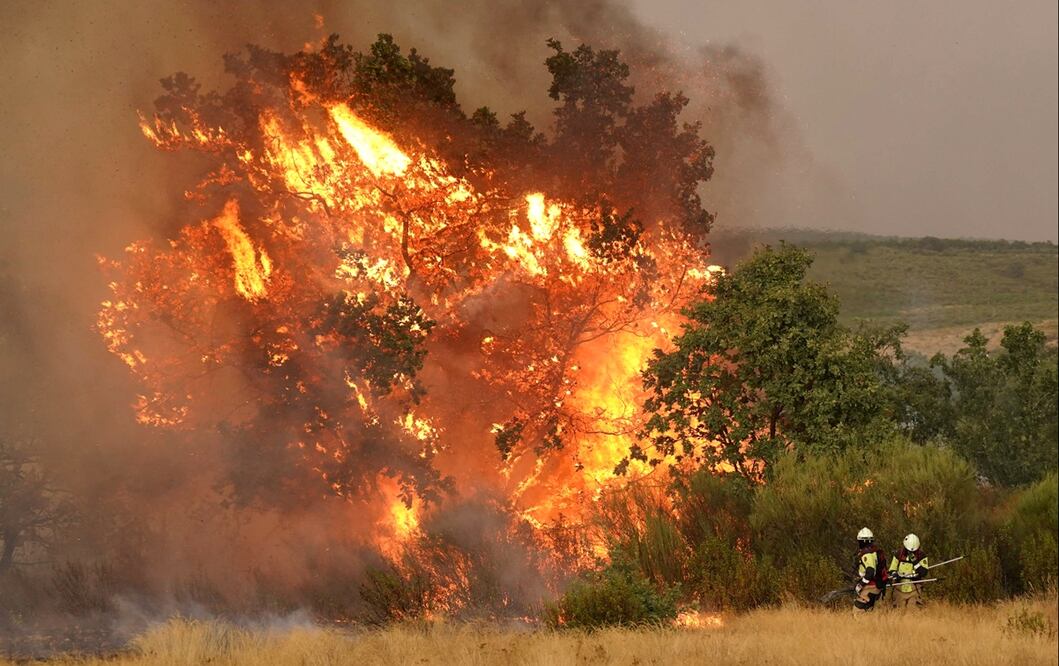 Imagen de un árbol incendiado mientras bomberos trabajan para extinguir un incendio forestal cerca de Losacio, al norte de Zamora, el 12 de agosto de 2025. Foto: AFP