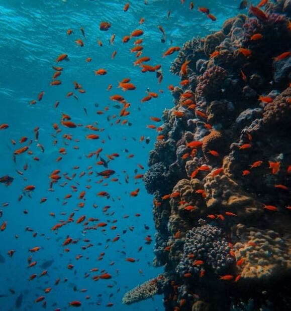 La cueva submarina más grande del mundo está en México: 20 datos sobre los mares