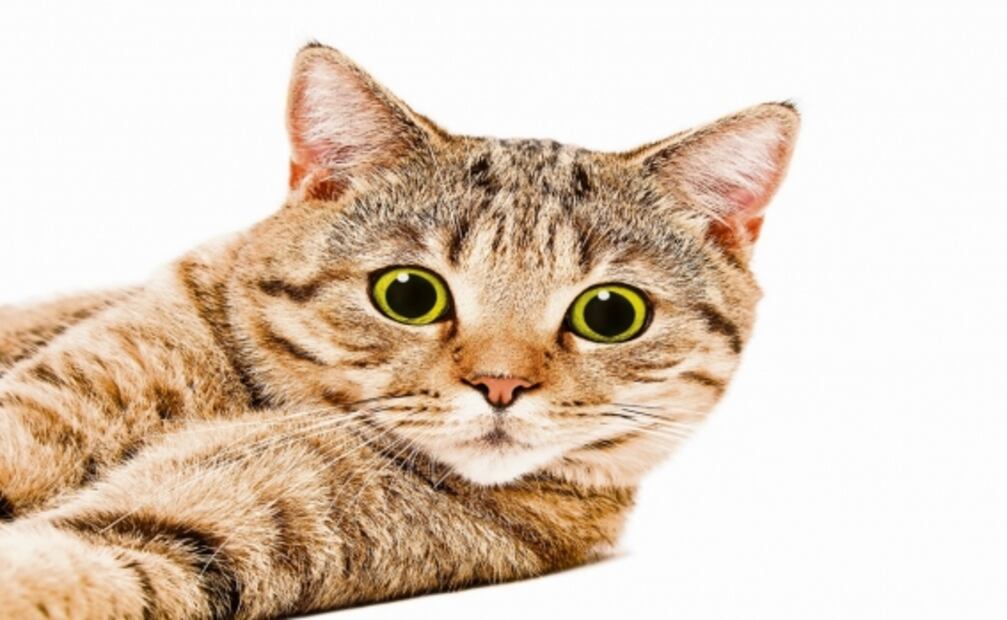 ¿Por qué los gatos odian a los árboles de Navidad?