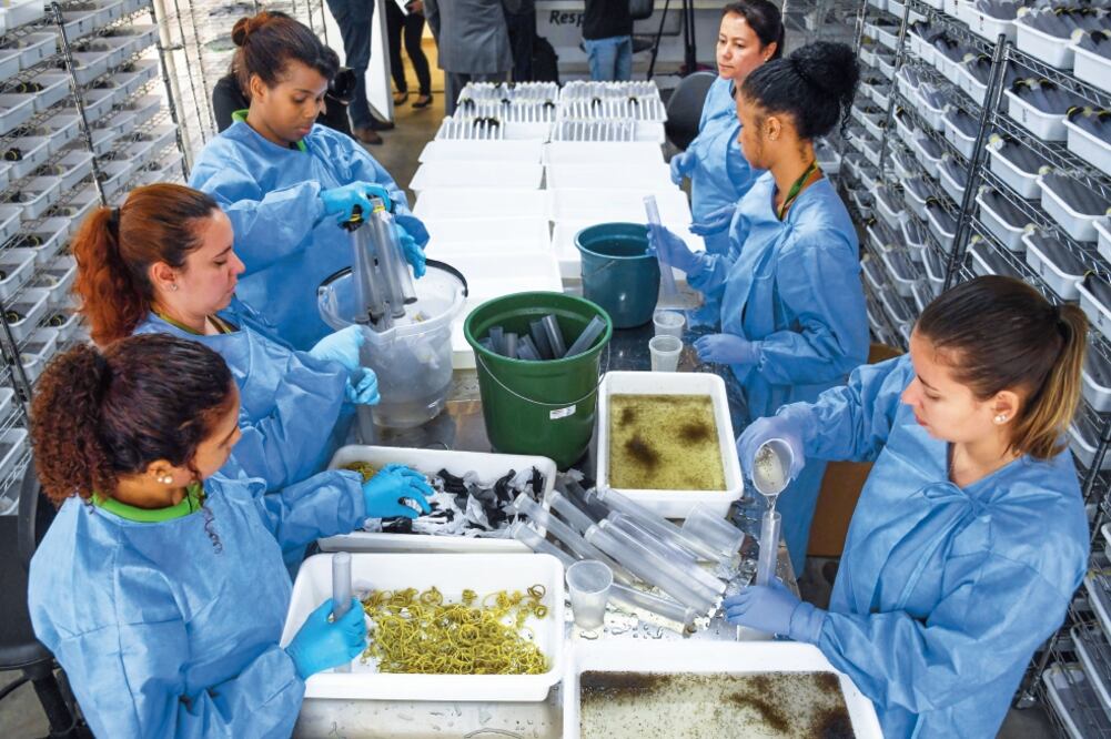 En un año, los casos de zika en México aumentaron 413%, según cifras de la Secretaría de Salud que revelan que hasta el 14 de agosto se tienen confirmados 9 mil 378 contagios de esta enfermedad transmitida por el vector. (ARCHIVO EL UNIVERSAL)