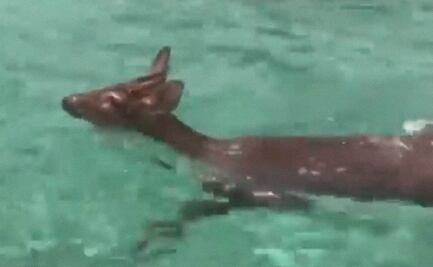 AMLO publica video de un venadito cola blanca rescatado en aguas de Cozumel