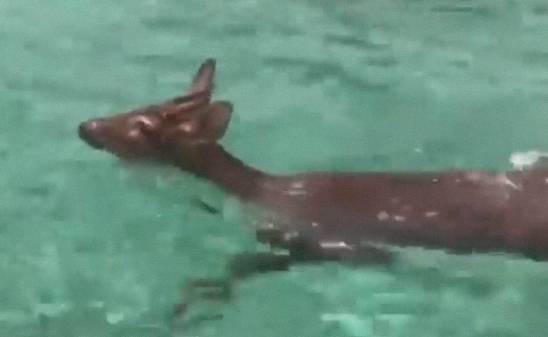 Foto: Twitter de AMLO