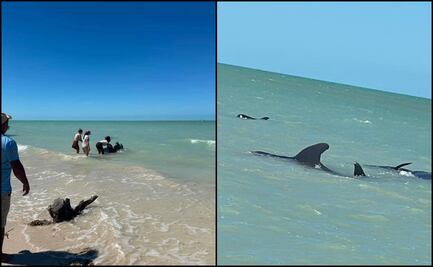 Encallan ballenas piloto en Celestún, Yucatán