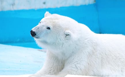 Piden trasladar a osa Yupik del zoológico de Morelia a un santuario