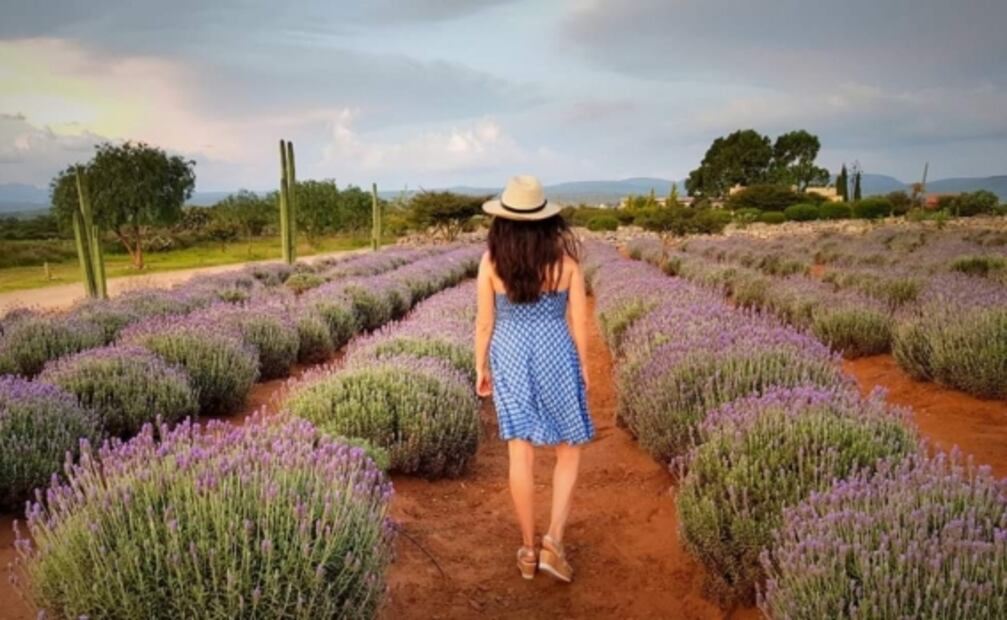 Campos de lavanda en México que puedes visitar 