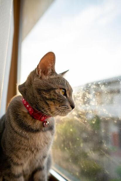 Remedios naturales para mejorar la salud urinaria de los gatos. Fuente: Freepik.