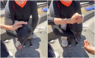 Perrito es rescatado de un edificio derrumbado tras sismo de 7.4 en Colombia; video conmueve en redes sociales