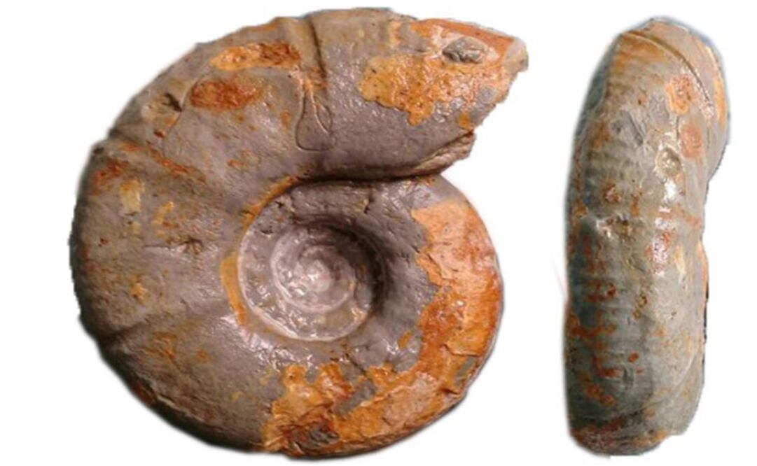 The new species – Photo: Taken from the IPN's Twitter account