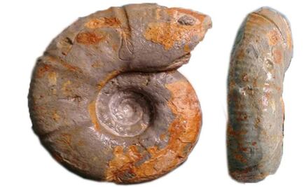 IPN scientists discover unique fossil