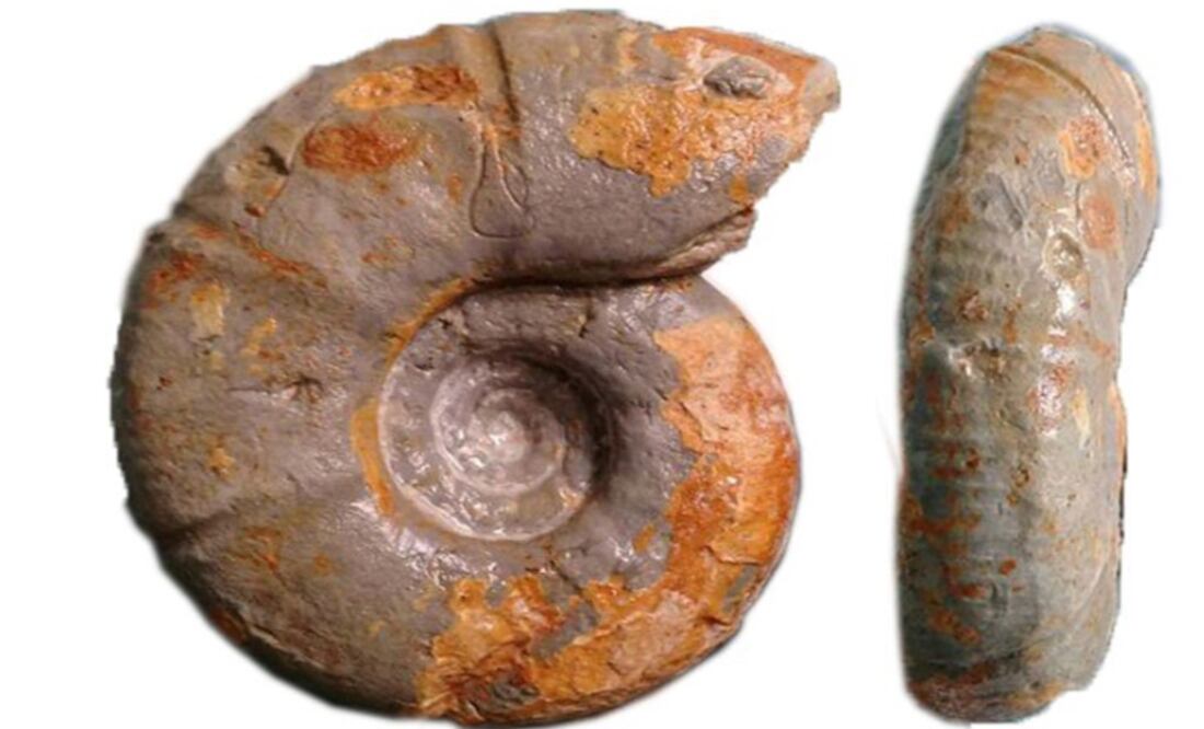 The new species – Photo: Taken from the IPN's Twitter account