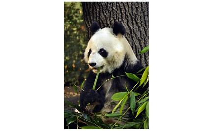 Zoológico de Chapultepec alberga a la panda más longeva fuera de China