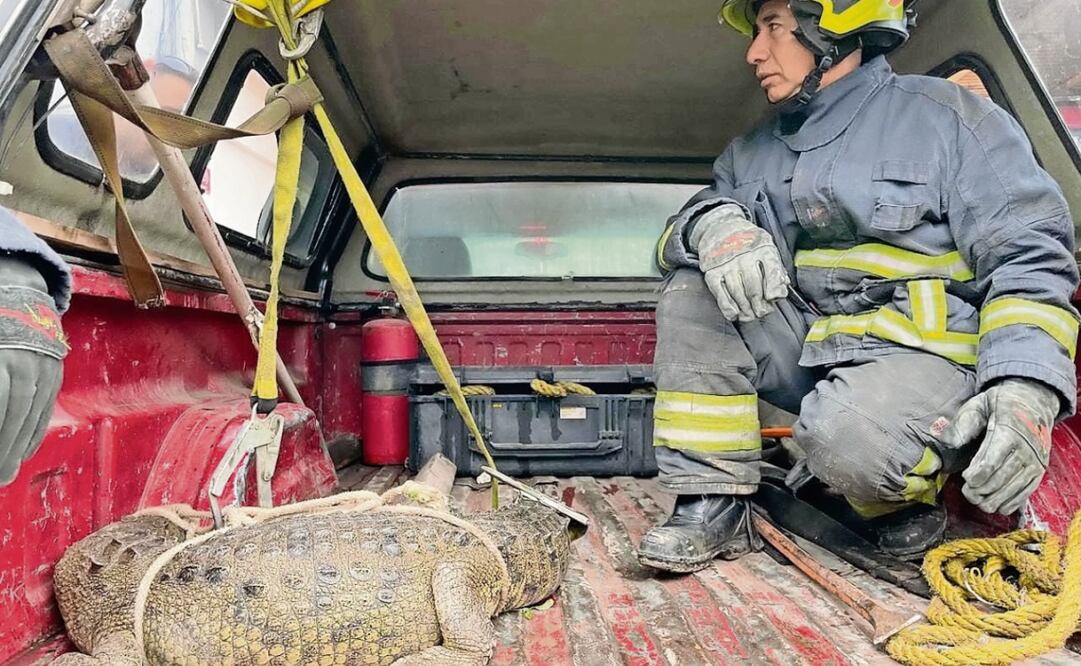 El animal de alrededor de 1.60 metros fue atado por los vecinos con una soga. Foto: Especial