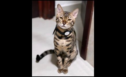 Ofrecen 20 mil pesos de recompensa por “Zeus”, gatito perdido en Sinaloa