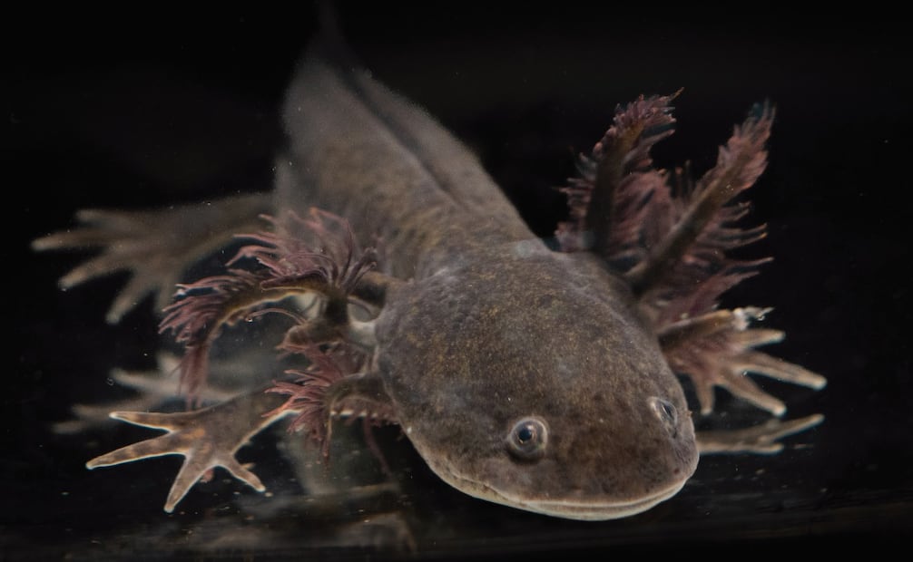 El ajolote está catalogado en la Norma Oficial Mexicana 059 de la Secretaría de Medio Ambiente y Recursos Naturales como especie en peligro crítico de extinción; proyectos como Chinampa Refugio promueven procesos biológicos cuyo objetivo es mejorar la calidad del agua en las chinampas de Xochimilco que ayude al anfibio a sobrevivir. Foto: ARMANDO VEGA/CORTESÍA LUIS ZAMBRANO