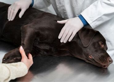 Así es el comportamiento del perro después de castrarlo, según veterinaria