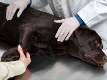 Así es el comportamiento del perro después de castrarlo, según veterinaria