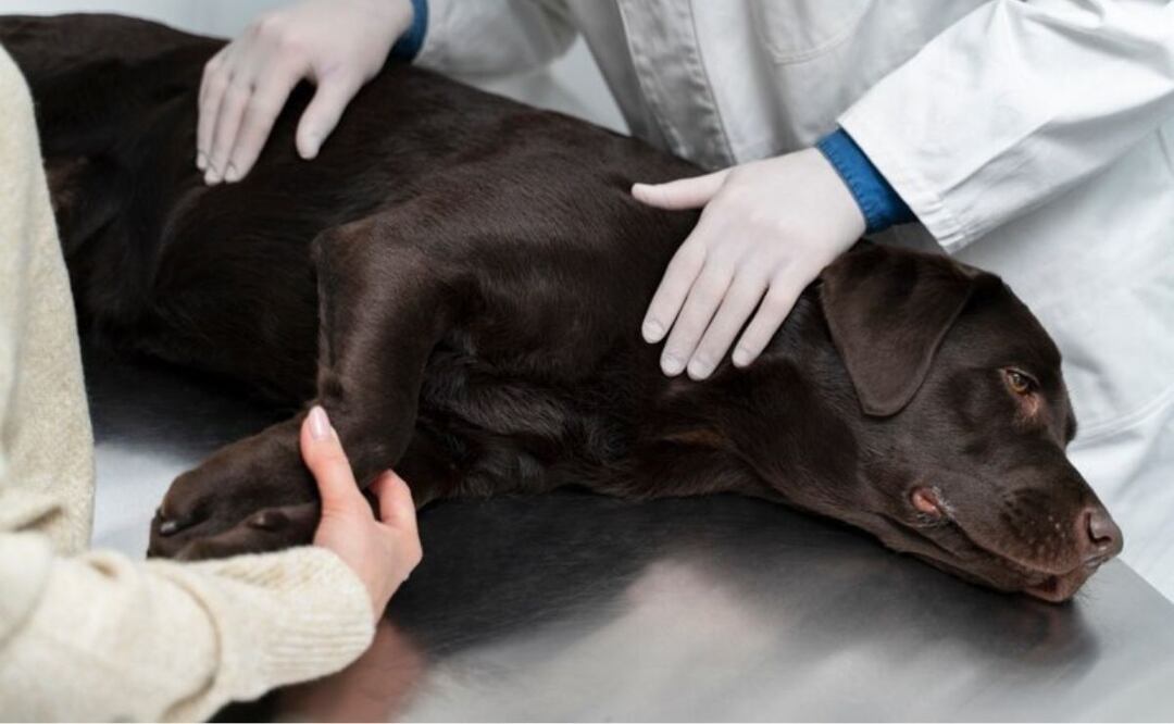 Perros y castración. Fuente: Freepik