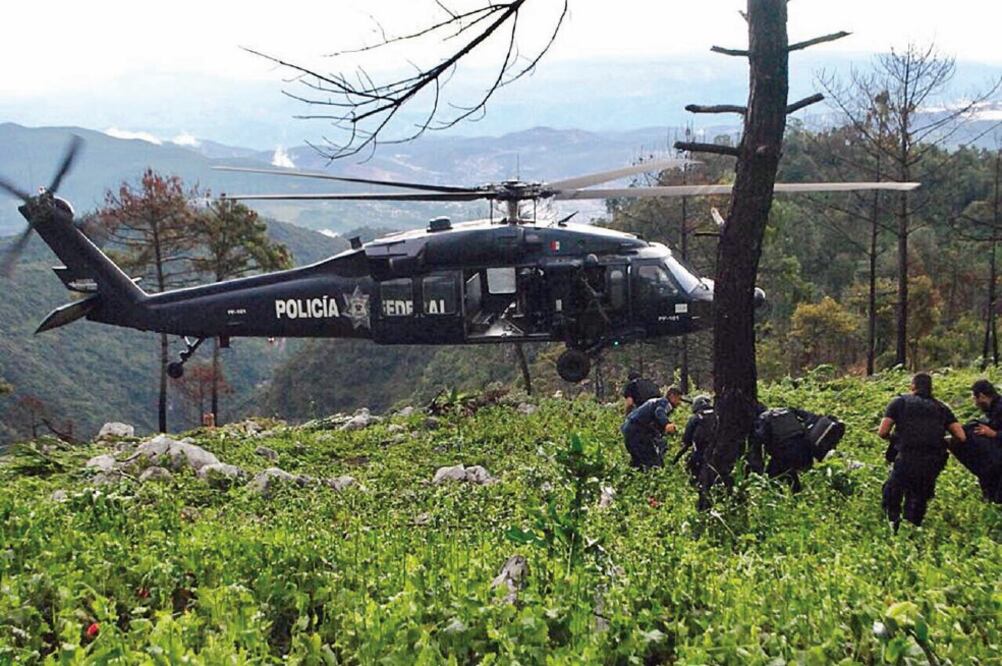 La Policía Federal ha destruido en sólo tres días más de 15 millones de plantas de amapola, sembradas en 100 hectáreas de la sierra (COMISIÓN NACIONAL DE SEGURIDAD)