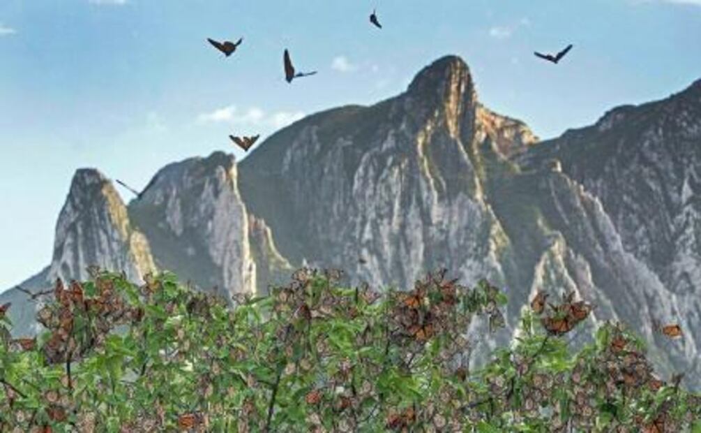 ¡Hoy llegaron las mariposas monarca!