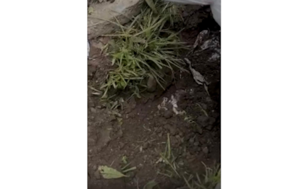 Confirman que restos hallados en fosa clandestina de Silao, Guanajuato, pertenecen a 5 personas; Fiscalía mantiene trabajos forenses