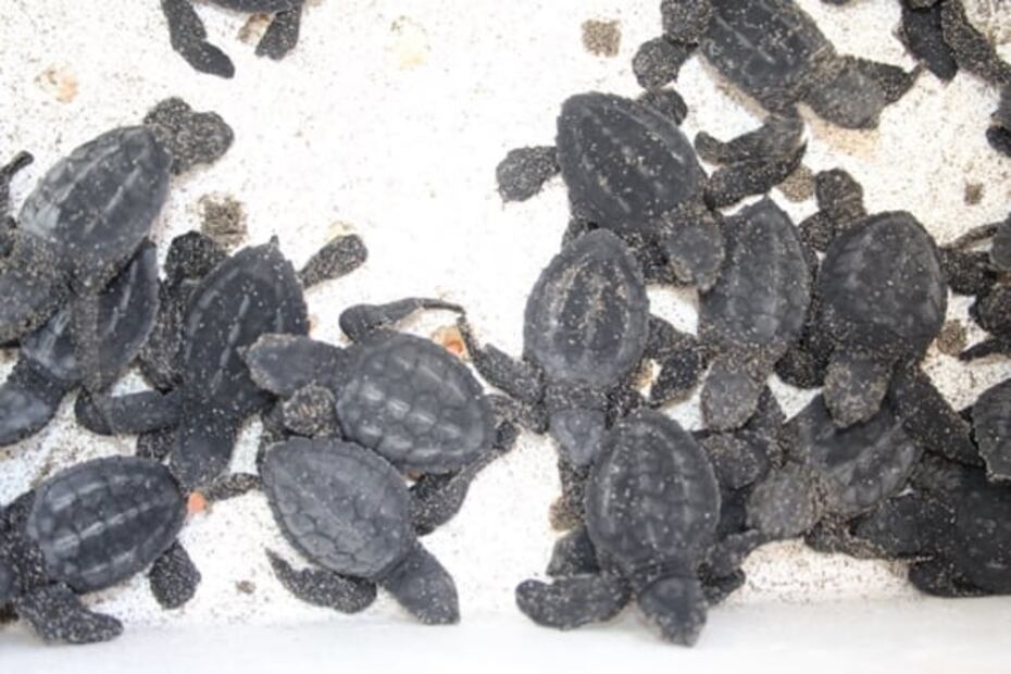 Liberan a dos mil crías de tortugas rescatadas de nidos en playas de Sinaloa