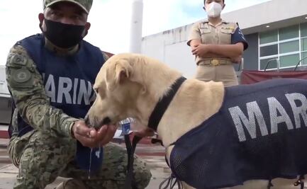 Marina entrenará para ser rescatista a perrito que estaba atrapado en inundaciones de Tabasco 