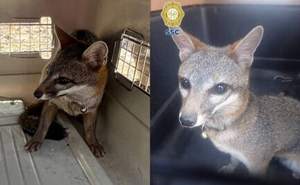 Brigada de Vigilancia Animal resguarda a zorro encontrado en la Venustiano Carranza