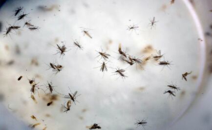 Confirman 4 mujeres embarazadas con zika en Chiapas