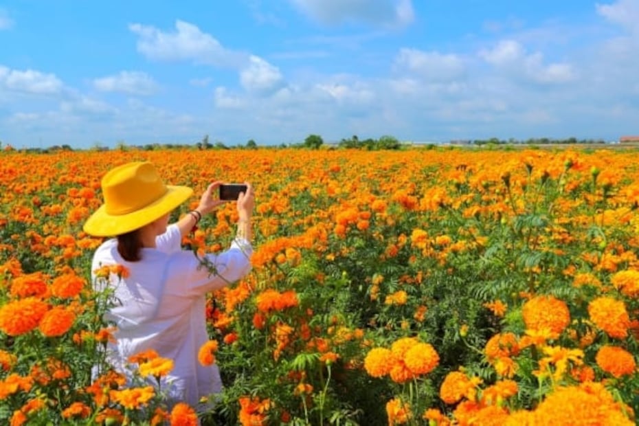 Día de Muertos: tour por los campos de flor de cempasúchil en Puebla
